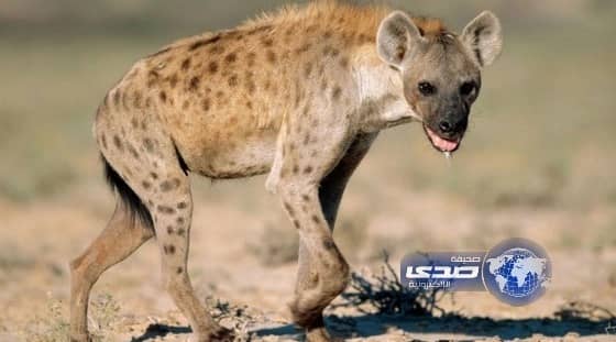 ضبع يلتهم يمنياً ولم يترك سوى رأسه وقدميه