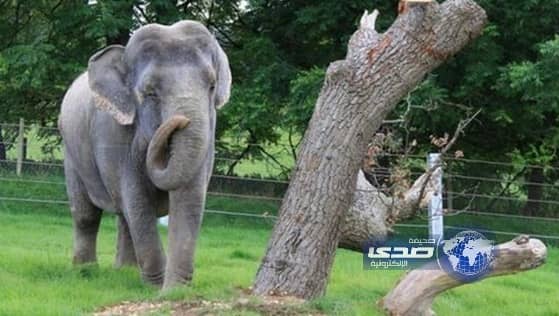 أنثى فيل تكافأ بالعيش في منزل قيمته 1.5 مليون دولار 