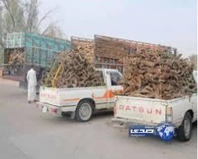 تغليط عقوبة المحتطبين إلى 5 آلاف عن كل "شجرة".. و50 ألف إذا تكررت المخالفة