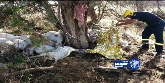 صاعقة تقتل عاملاً و40 رأس أغنام في مثيلة الباحة