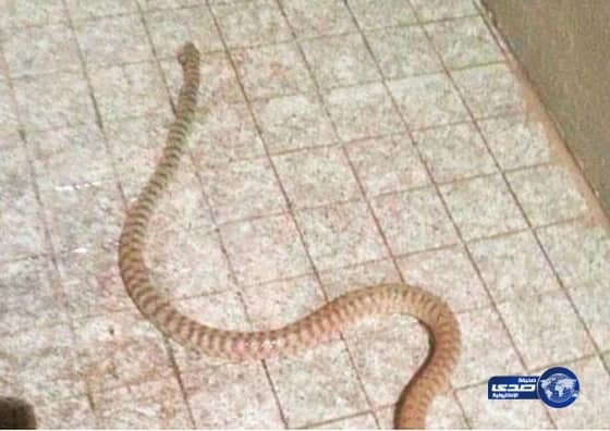 تسرب الأمطار يدخل أفعى لصيدلية مستشفى حراء