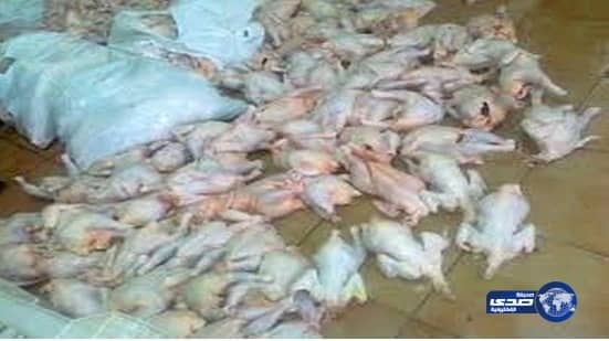 أمانة جدة تتلف 400 دجاجة فاسدة