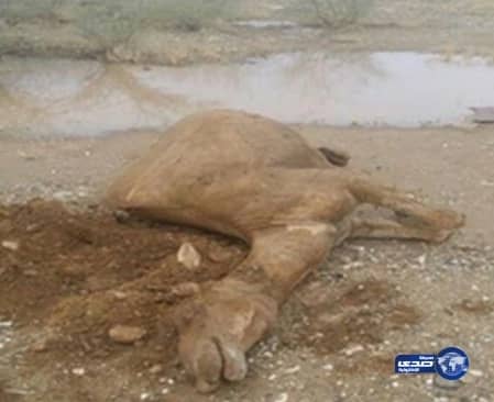 صاعقة تقتل ناقة رفض صاحبها بيعها قبل أسبوع