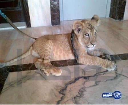 دوريات مكة تحتوي نمر العوالي