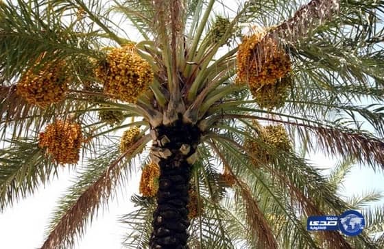 مديرية الزراعة بالخرج تبدأ باستقبال طلبات تصدير التمور