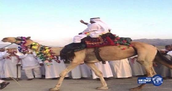 مواطن يتجوّل بجمل مزركش في زفاف ابنته بمحايل عسير