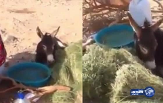 بالفيديو : رحمـة و إنسانية رجل يعتنـي بـ(حمـار ) صدمته سيارة على قـارعة الطـريق‎