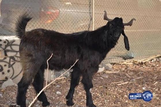بالفيديو.. "تيس حلوب"يحطم الرقم القياسي في أسعار الماعز بالإمارات لمساعدته على الشفاء من العقم
