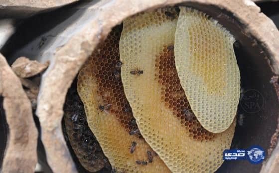 سمو الأمير محمد بن ناصر يرعى مهرجان العسل الأول في جازان 