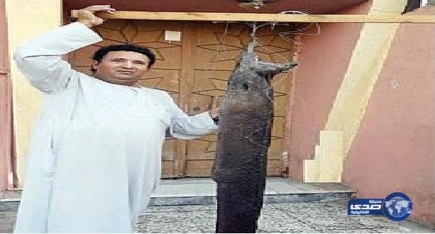 العناية الإلهية تنقذ شخص من فك  ثعبان الـ«شاقة»