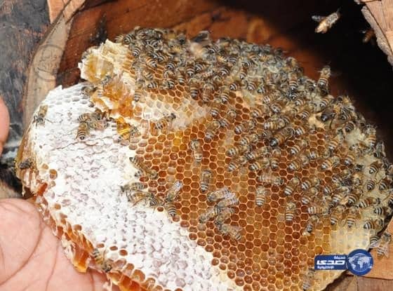  10 ملايين ريال قيمة معروضات العسل في مهرجان عسل جازان