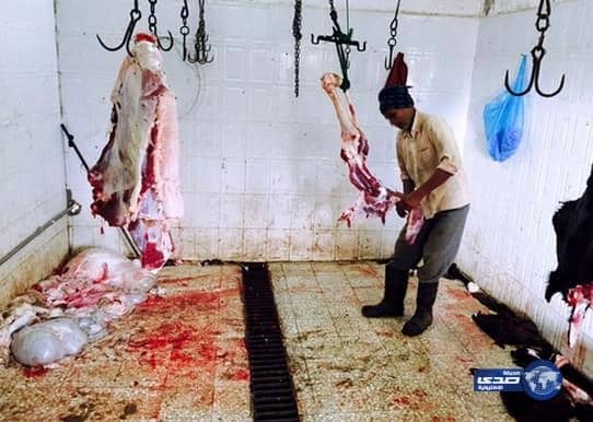 أمانة الاحساء تضبط مسلخاً مخالفاً تديره عمالة وافدة	