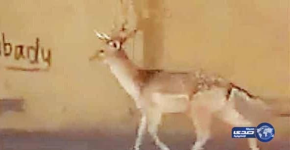 غزالة تتنزه في شوارع مكة والأمانة تبحث عن مخبئها