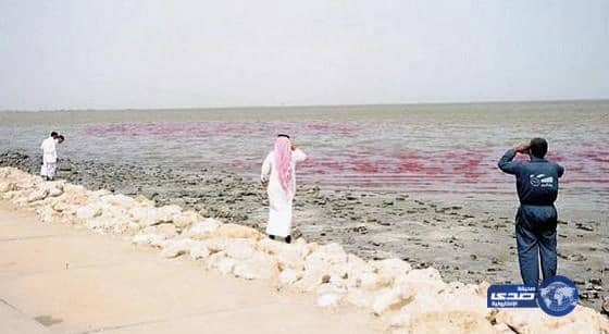 الارصاد توضح حقيقة البقعة الزهرية بساحل سيهات