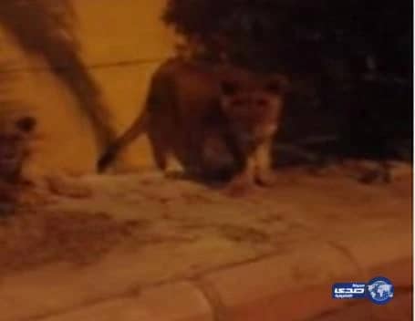 بالفديو: مدني الرياض لم نعثر على أسود تتجول بحي قرطبة 