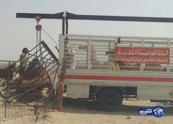  ازالة حظائر الإبل العشوائية بمكة المكرمه(صور)‎