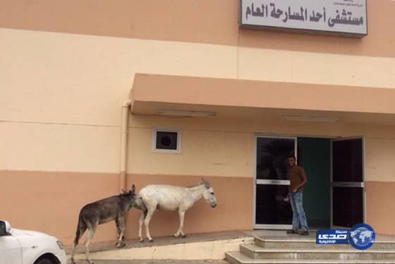  تمركز “حمير” أمام بوابة أحد مستشفيات جازان