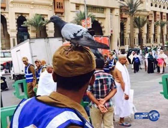 "صورة": حمامة تجد الأمان على قبعة أحد رجال الأمن في الحرم المكي