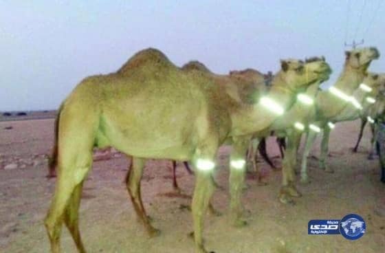 مختص يطالب بالتطبيق الإلزامي لوضع أحزمة فسفورية على أجسام الإبل لتنبيه السائقين