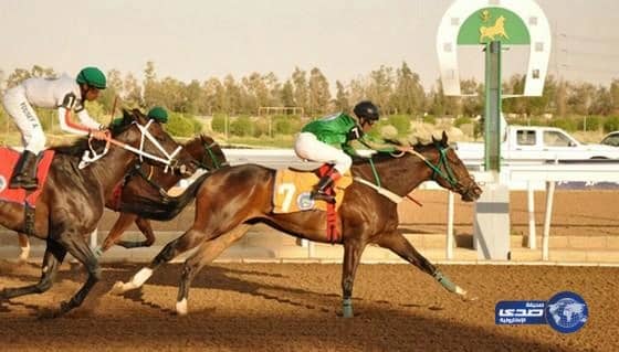 نادي الفروسية يقيم حفل سباقيه الـ 3 و 4 يومي الجمعة والسبت المقبلين بالطائف