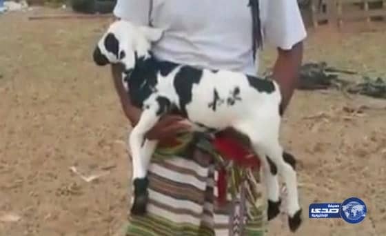 ‫بالفيديو.. صاحب “الخروف المعجزة” يرفض بيعه بـ 1.5مليون ريال بجازان‬