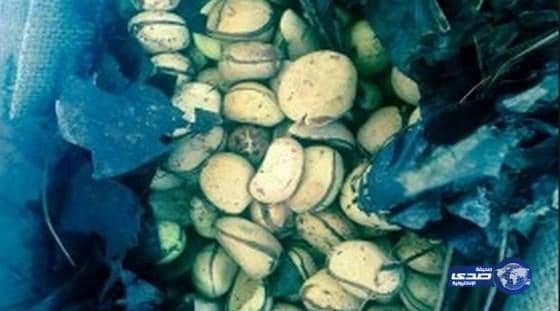 إحباط محاولة تهريب أكثر من 17 طن من ثمار القورو