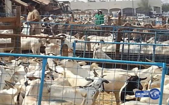 مع اقتراب عيد الأضحى إزالة 40 حظيرة عشوائية بمكة 