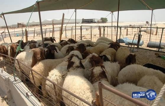 أسعار الأغنام بالمدينة تتجاوز ألفي ريال