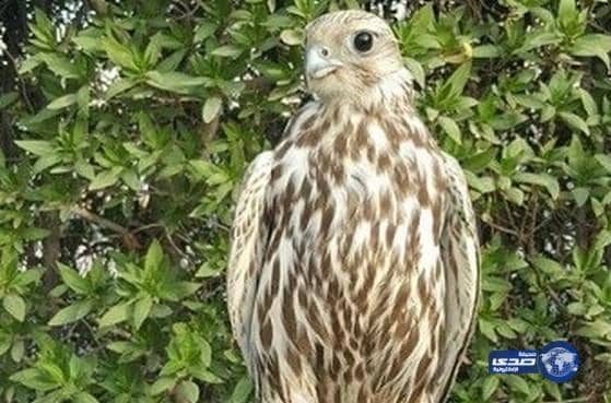 مواطن يرفض بيع صقر بـ100 ألف ريال ويبيعه في الكويت بـ27 ألف ريال 