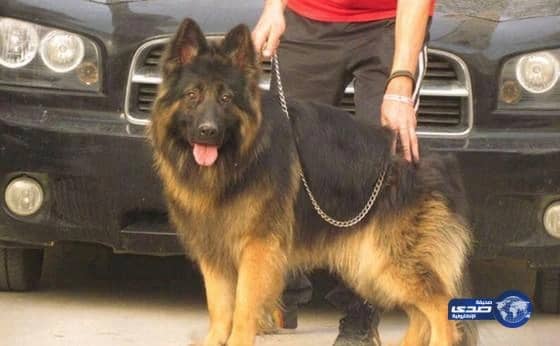 كلب حراسة مدرب ينقذ منزل لاعب من السرقة بالرياض