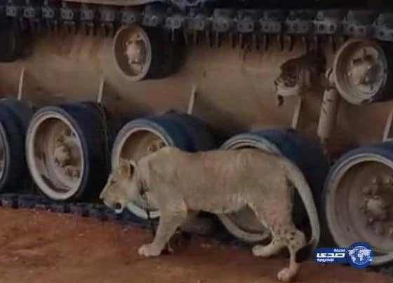 بالفيديو:لبوة تداهم القوات السعودية في جبهة القتال مع الحوثيون والمخلوع