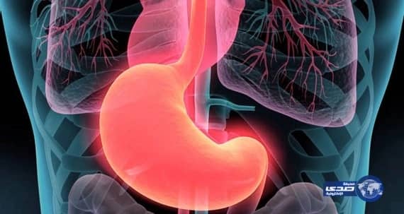 لماذا لا تهضم المعدة نفسها؟!