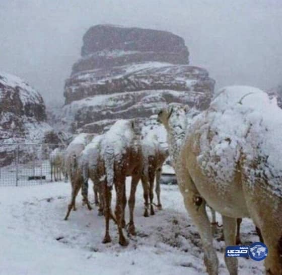 بالفيديو.. تبوك في السعودية تكتسي بالثلوج