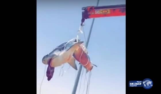 بالفيديو.. مواطن يصطاد «سمكة قرش» بالونش