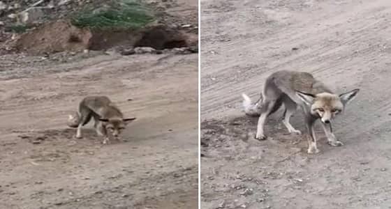 بالفيديو.. مواطن يتعجب من ثعلب لا يهرب كلما اقترب منه