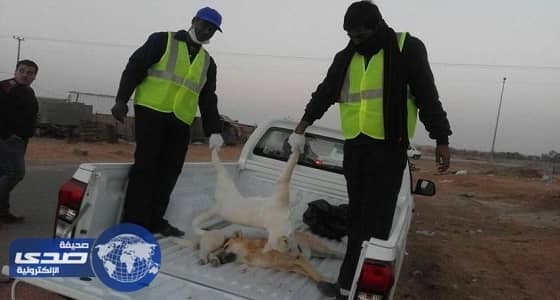 دورية أمنية ومواطن ينقذان طفلا من افتراس الكلاب الضالة بسكاكا