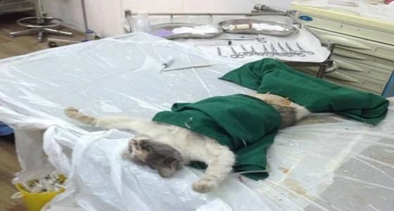 بالصور.. لحظة خضوع قطة عمياء لولادة قيصرية بالمدينة المنورة