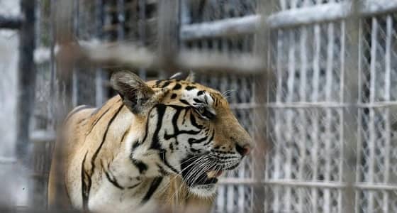 نمر يفترس عامل بمزرعة و8 أغنام وحمار وكلب في المدينة