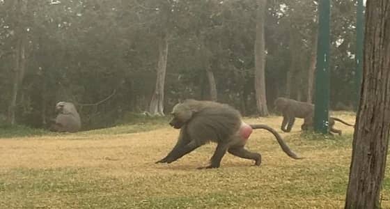 قردة تهاجم زوار غابة بالباحة وتحاول خطف طفلًا
