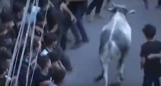 بالفيديو.. ثور هائج يقتحم موكب ديني بالهند