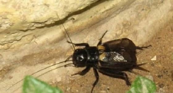 له فوائد عديدة والضوء يقضي عليه.. ما لا تعرفه عن " صرصور الليل "