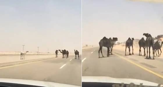 بالفيديو.. إبل سائبة تقطع الطريق و « المرور » يكشف العقوبة