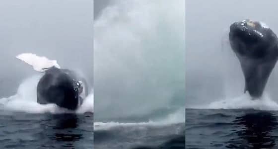 بالفيديو.. حوت يذهل الجميع بطيرانه في الهواء