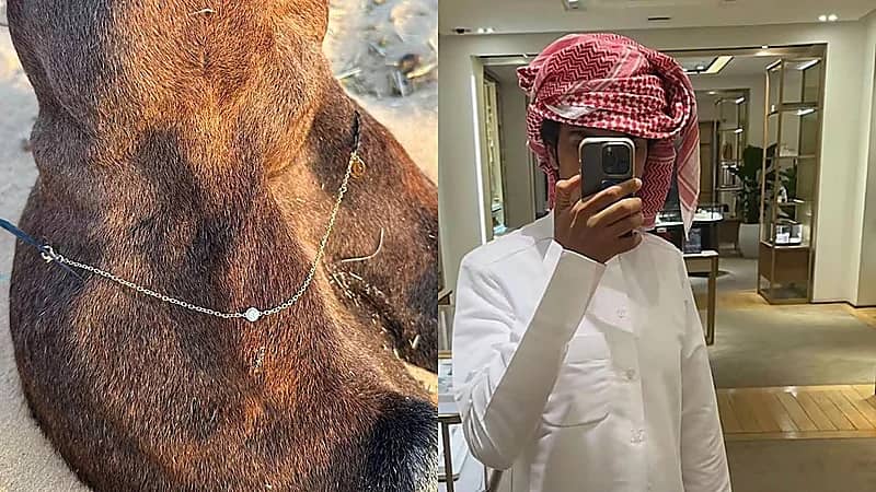 شاب يتوجه إلى كارتييه لشراء عقد ثمين لناقته .. صور