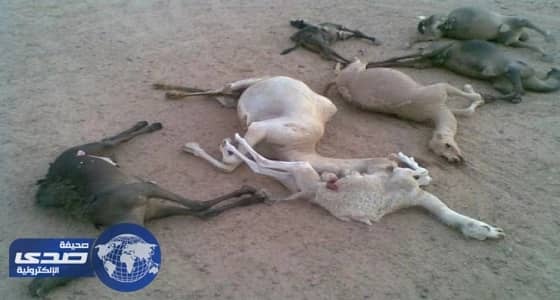 بالفيديو.. " مربي المواشي " يكشف السبب الحقيقي لنفوق الإبل بالخفجي وحفر الباطن