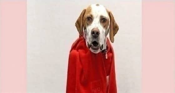 كلبة عمرها 3 سنوات تُمنح عضوية في حزب سياسي