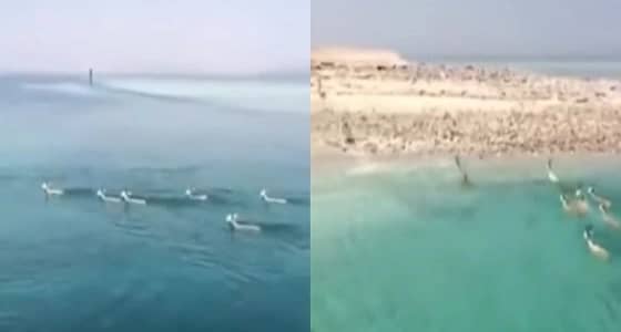 بالفيديو.. هجرة قطيع غزلان من إفريقيا إلى تبوك