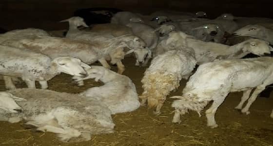 ضبط مطبخ شعبي يذبح أغنام غير صالحة للاستهلاك الآدمي