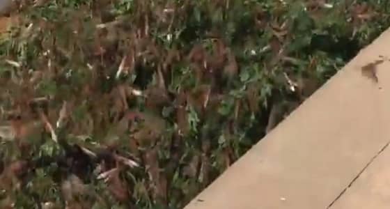 شاهد.. الجراد يجتاح عنيزة