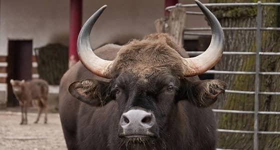 بالفيديو.. ثوران يطرحان شابا على الأرض